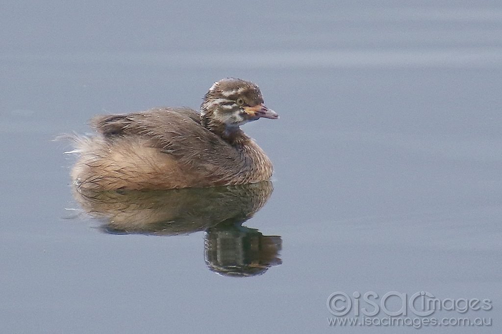 Click image for larger version

Name:	1175-Australasian_Grebe_Juvenile.jpg
Views:	47
Size:	403.8 KB
ID:	473945