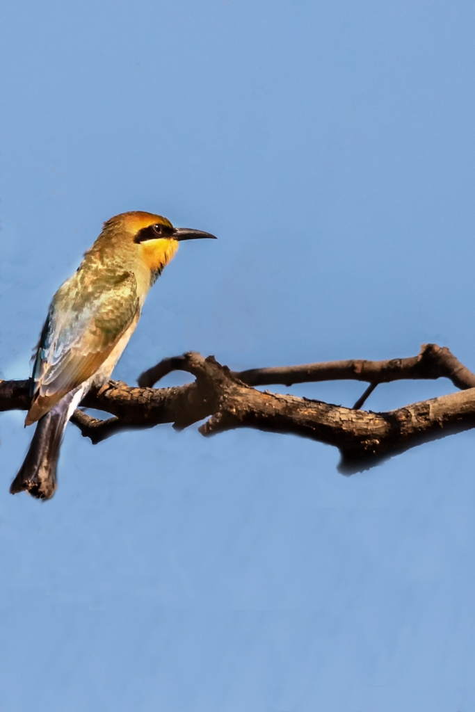Click image for larger version

Name:	Green Lake 49 (Cropped &amp; Branches Removed).jpg
Views:	73
Size:	288.5 KB
ID:	475855