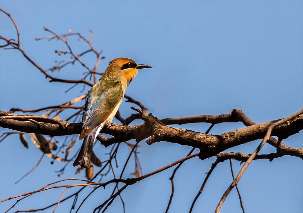 Click image for larger version

Name:	Rainbow_bee_eater.jpg
Views:	66
Size:	296.7 KB
ID:	475859