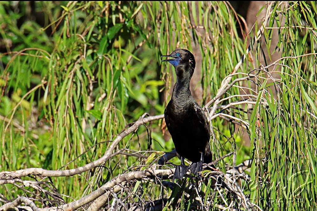 Click image for larger version

Name:	cormorant.jpg
Views:	75
Size:	566.4 KB
ID:	476489