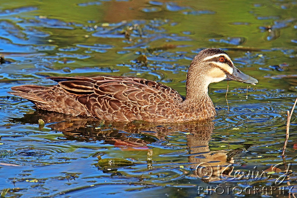 Click image for larger version

Name:	Duck.jpg
Views:	53
Size:	567.9 KB
ID:	476490
