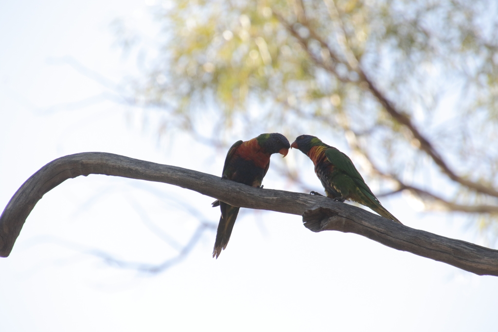 Click image for larger version

Name:	027A5019-Lorikeets-ORIGINAL.jpg
Views:	116
Size:	257.6 KB
ID:	470243