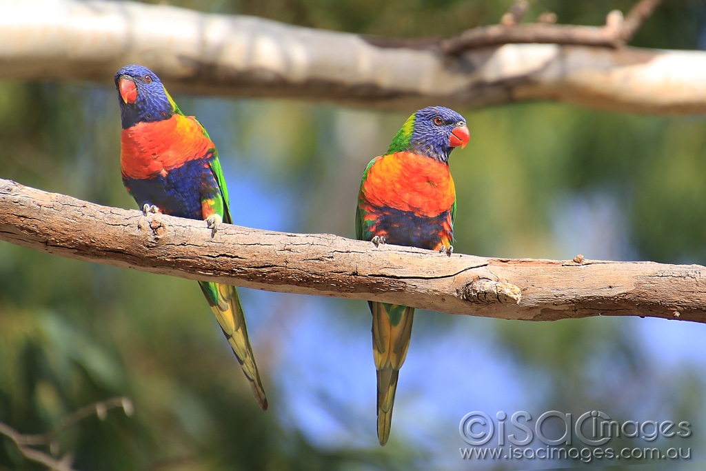 Click image for larger version

Name:	6501-Rainbow_Lorikeets.jpg
Views:	88
Size:	404.0 KB
ID:	476623