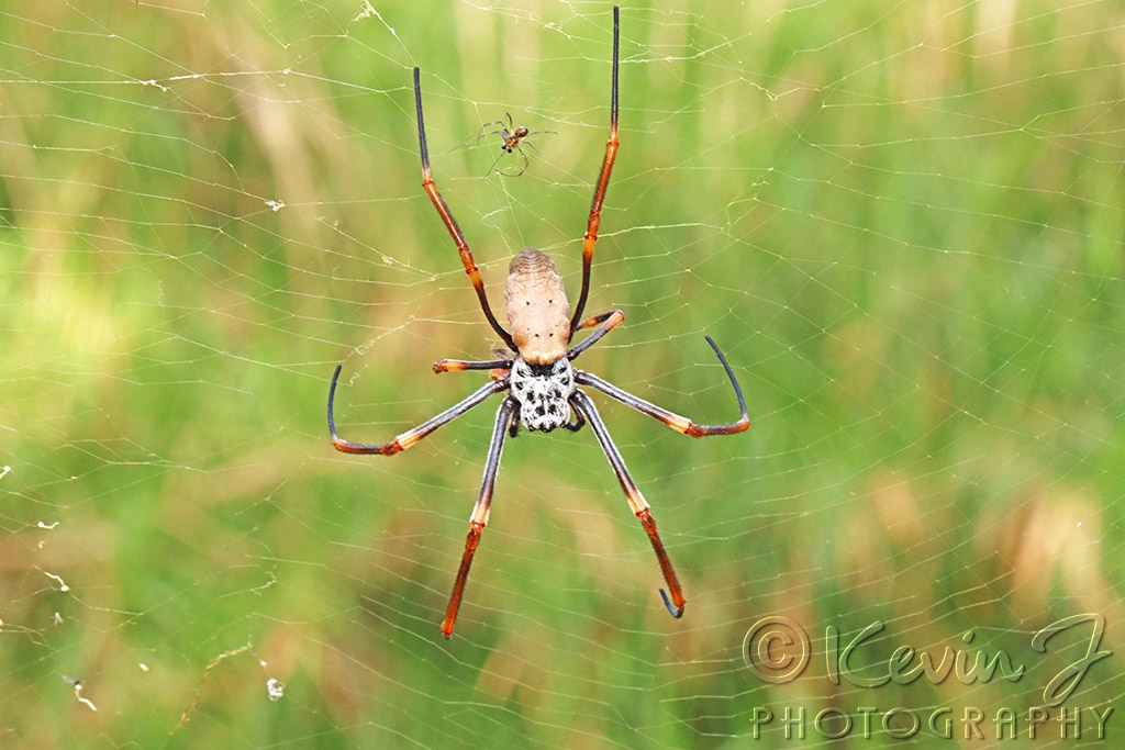Click image for larger version

Name:	Orb=Mate.jpg
Views:	187
Size:	414.5 KB
ID:	475132