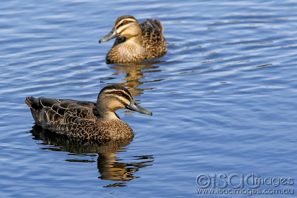 Click image for larger version

Name:	0859-Pacific_Black.jpg
Views:	86
Size:	448.3 KB
ID:	476810