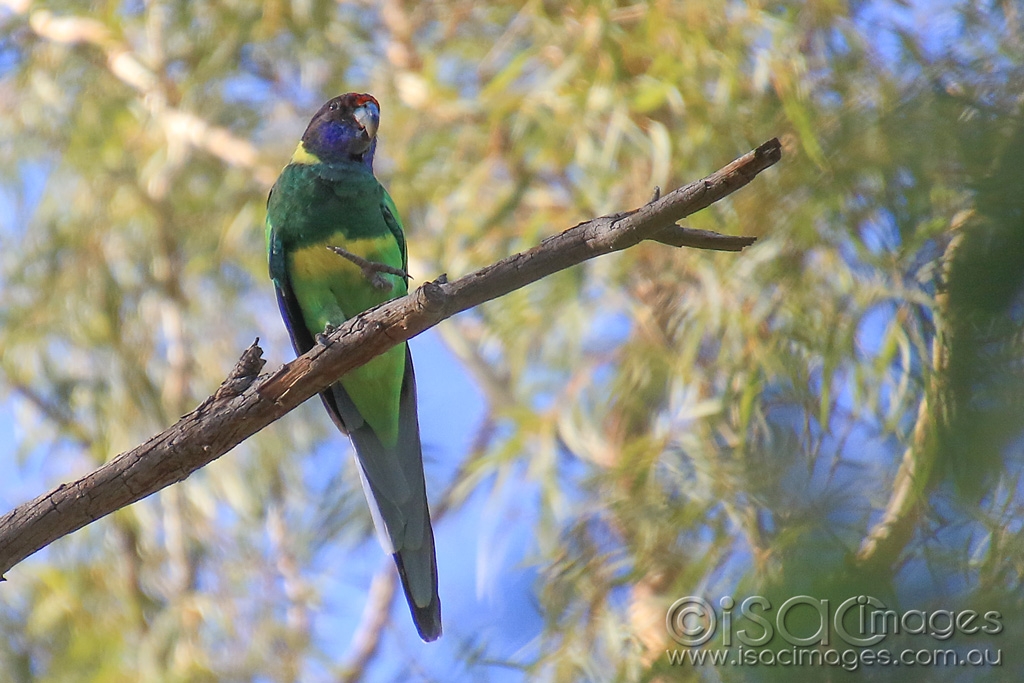 Click image for larger version

Name:	6426-Twenty_Eight_Parrot.jpg
Views:	78
Size:	438.5 KB
ID:	476624