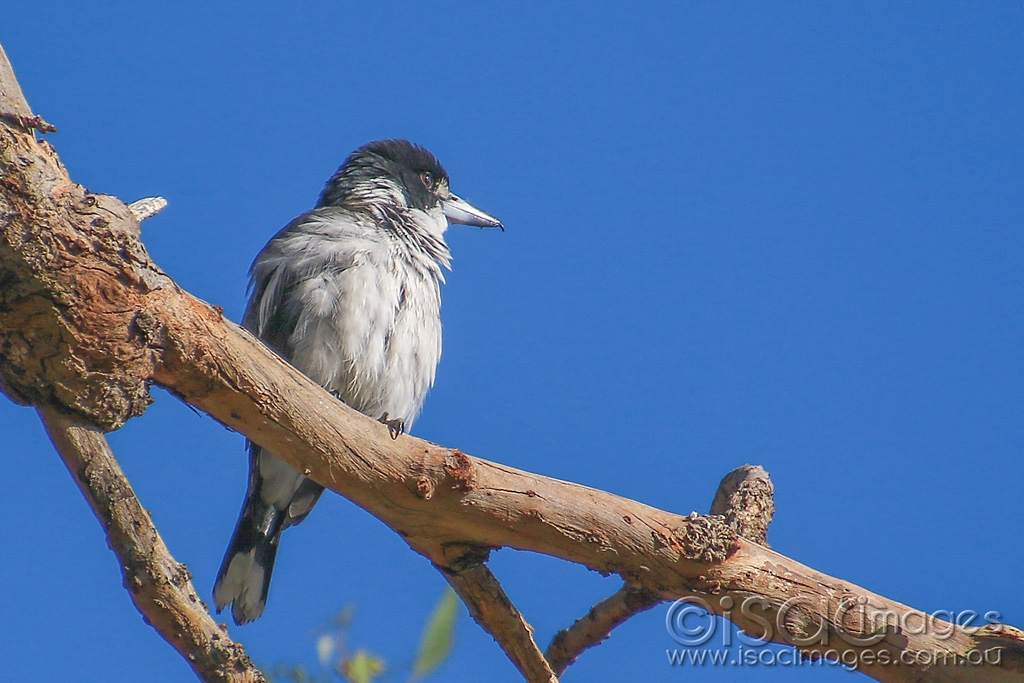 Click image for larger version

Name:	6393-Butcher_Bird.jpg
Views:	74
Size:	427.1 KB
ID:	476625