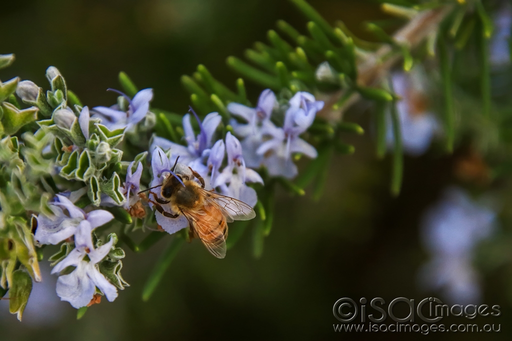 Click image for larger version

Name:	6721-Bee.jpg
Views:	80
Size:	339.8 KB
ID:	477174