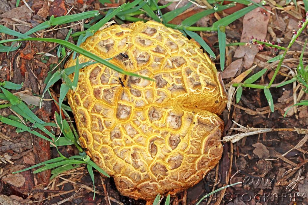 Click image for larger version

Name:	Fungus 6.jpg
Views:	43
Size:	171.8 KB
ID:	477347