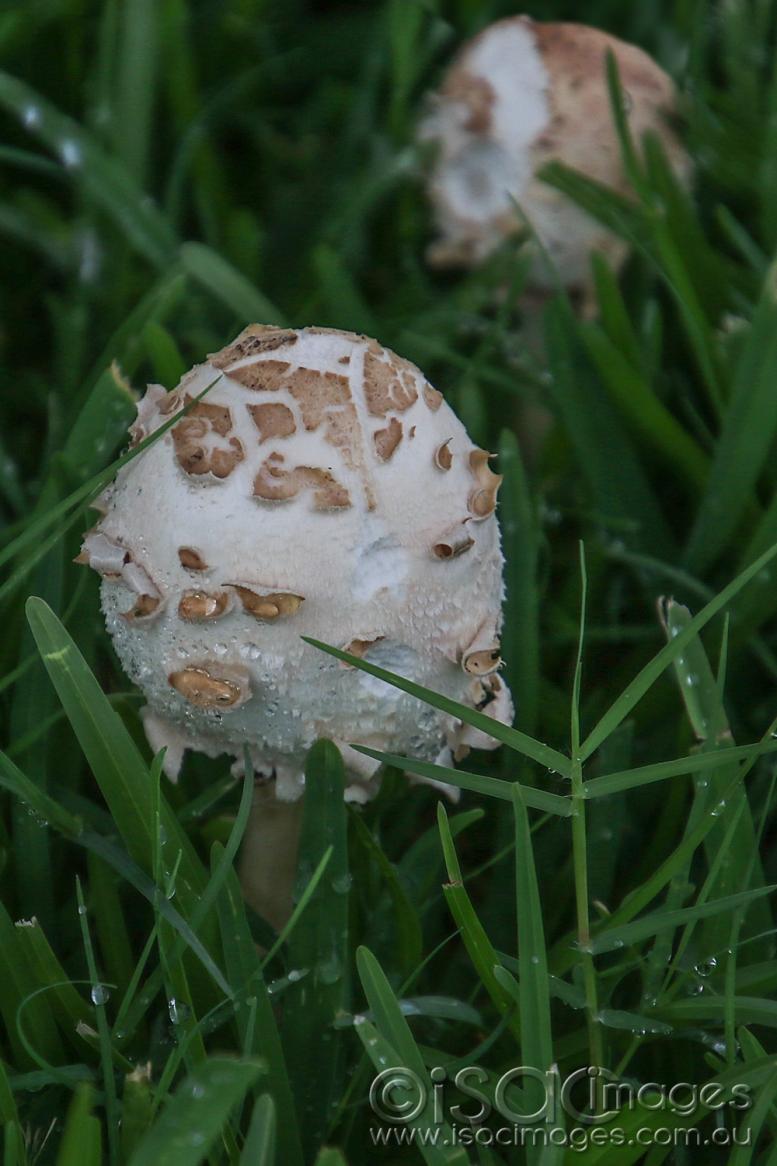 Click image for larger version

Name:	7328-Mushrooms.jpg
Views:	100
Size:	90.4 KB
ID:	477379