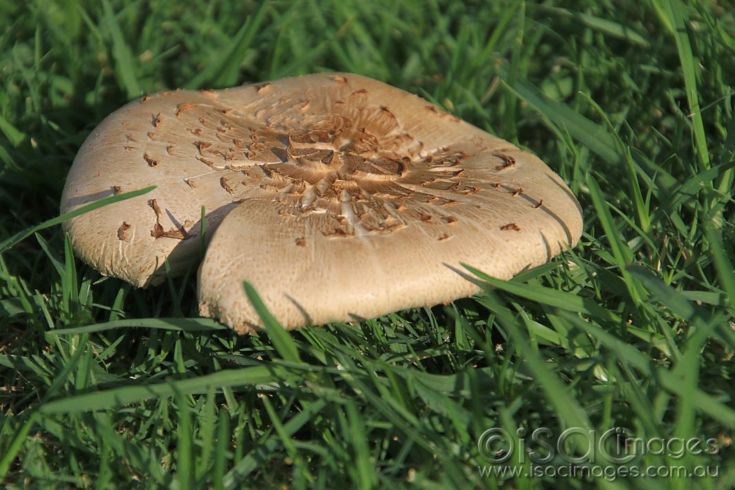 Click image for larger version

Name:	7629-Mushroom.jpg
Views:	87
Size:	124.2 KB
ID:	477613
