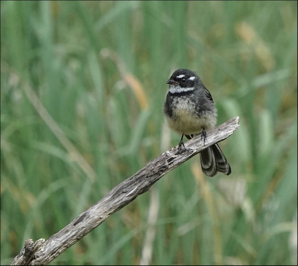 Click image for larger version

Name:	G Fantail r.jpg
Views:	20
Size:	176.9 KB
ID:	458224