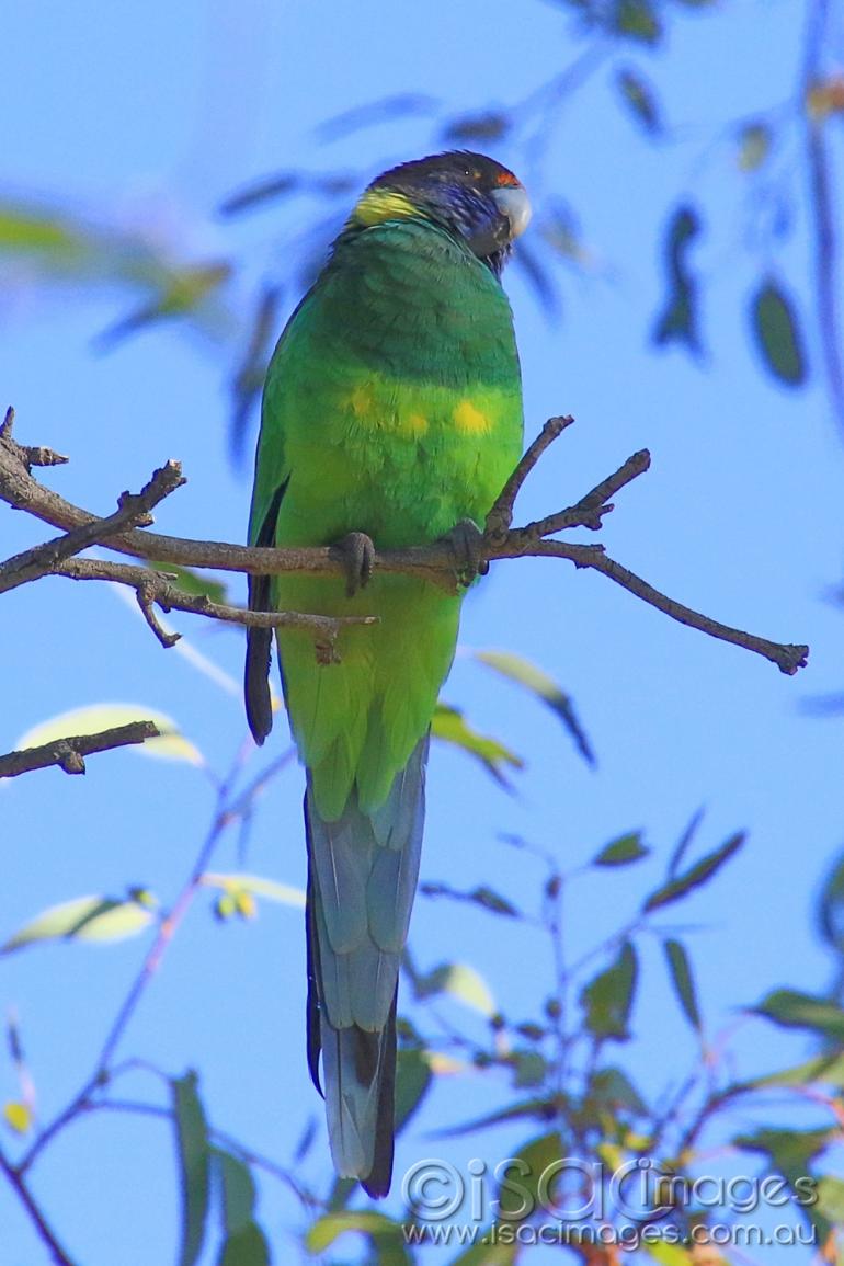 Click image for larger version

Name:	7879-Twenty_Eight_Parrot.jpg
Views:	81
Size:	85.9 KB
ID:	478055