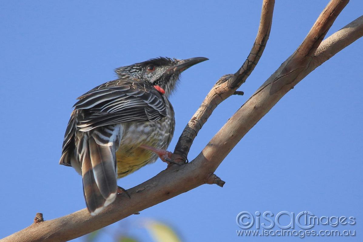 Click image for larger version

Name:	7972-Red_Wattle_Bird.jpg
Views:	78
Size:	81.6 KB
ID:	478053