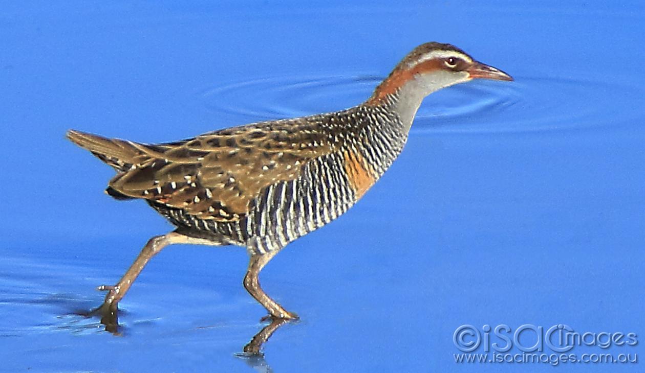 Click image for larger version

Name:	7873-Buff_banded_Rail.jpg
Views:	88
Size:	92.4 KB
ID:	478054