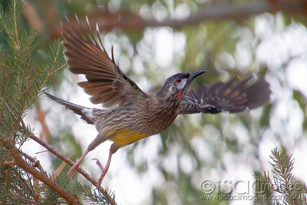 Click image for larger version

Name:	7909-Red_Wattle_Bird.jpg
Views:	76
Size:	101.8 KB
ID:	478056