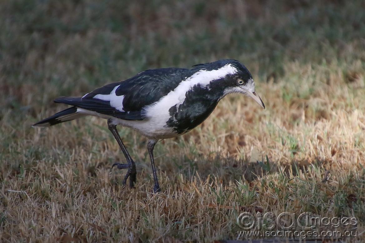 Click image for larger version

Name:	8315-Mudlark.jpg
Views:	74
Size:	118.2 KB
ID:	478141