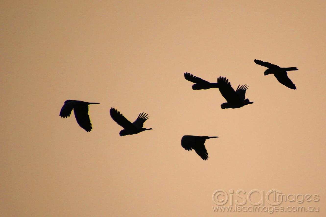 Click image for larger version

Name:	8266-Carnaby's_Cockatoos_Silhouette.jpg
Views:	133
Size:	50.5 KB
ID:	478142