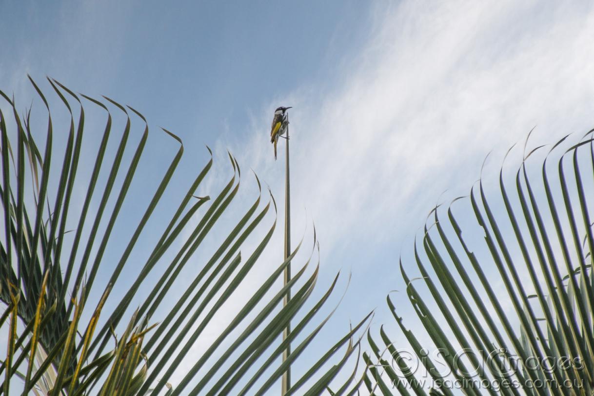 Click image for larger version

Name:	8262-WCH_in_Palm_Tree.jpg
Views:	77
Size:	118.5 KB
ID:	478144