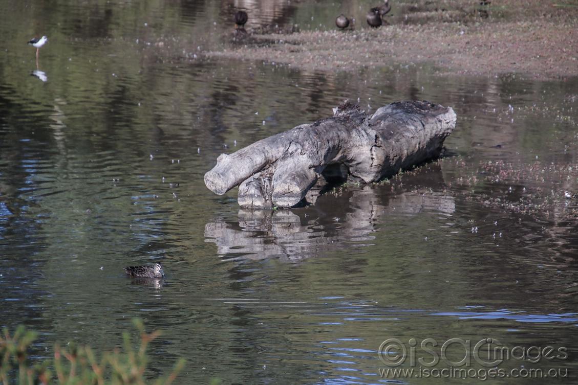 Click image for larger version

Name:	8321-Log_In_Water.jpg
Views:	70
Size:	130.9 KB
ID:	478166