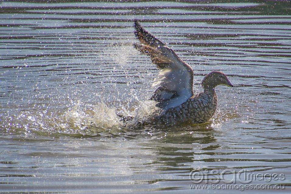Click image for larger version

Name:	8345-Wood_Duck_Splashing.jpg
Views:	53
Size:	159.3 KB
ID:	478168