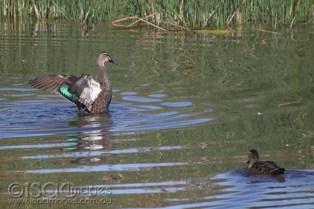 Click image for larger version

Name:	8338-Pacific_Black_Duck_Flapping.jpg
Views:	49
Size:	128.0 KB
ID:	478169