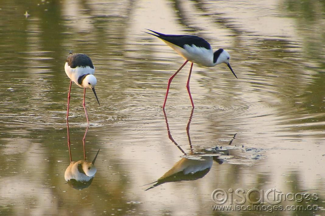 Click image for larger version

Name:	8275-Stilts.jpg
Views:	82
Size:	120.0 KB
ID:	478171