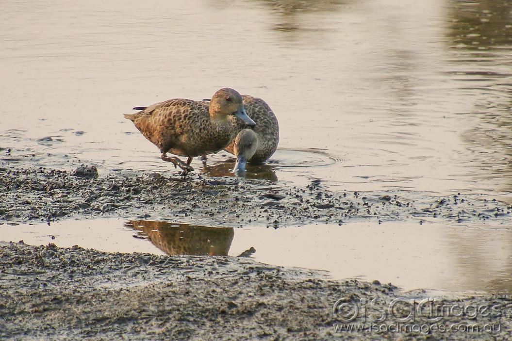 Click image for larger version

Name:	8269-Grey_Teals.jpg
Views:	87
Size:	129.8 KB
ID:	478172