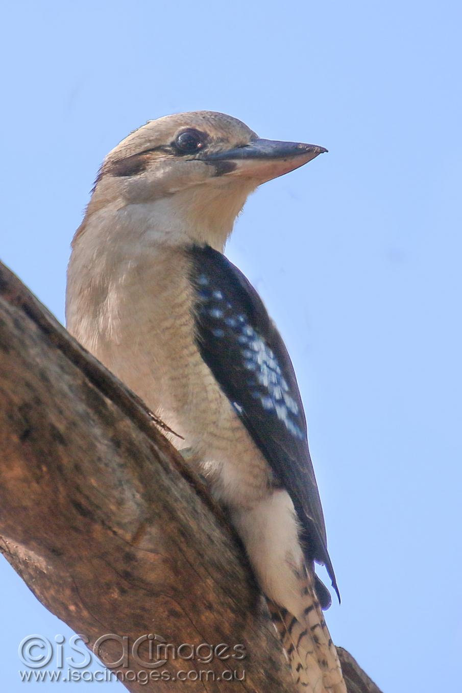 Click image for larger version

Name:	8465-Kookaburra.jpg
Views:	65
Size:	94.6 KB
ID:	478175