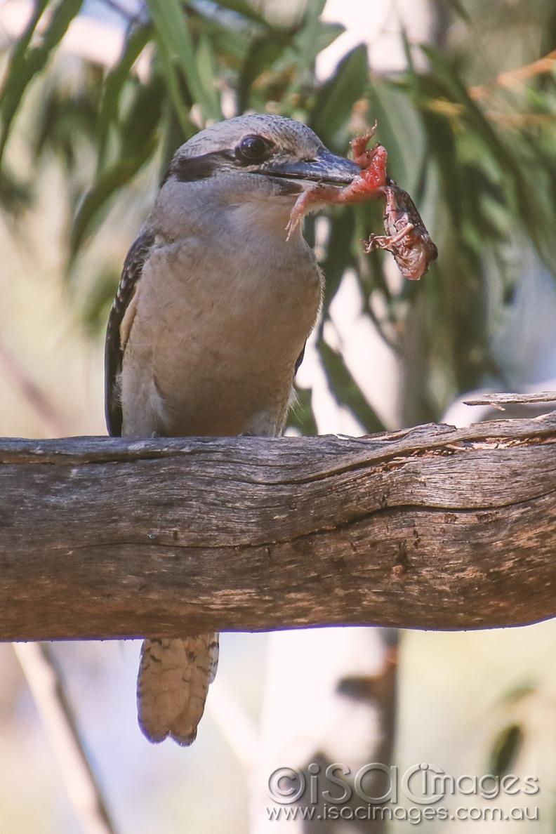 Click image for larger version

Name:	8427-Kookaburra_Frog.jpg
Views:	65
Size:	108.6 KB
ID:	478176
