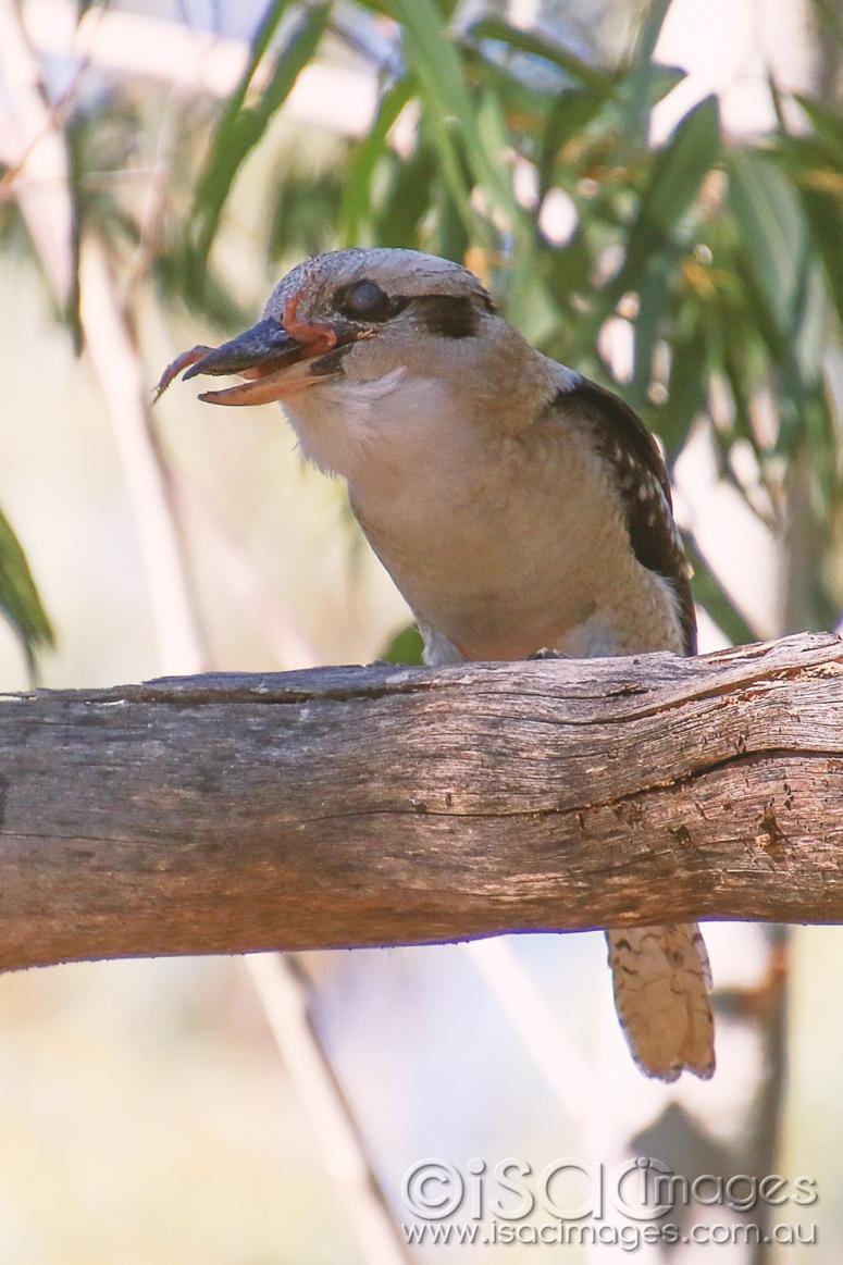 Click image for larger version

Name:	8456-Kookaburra_Going-2.jpg
Views:	57
Size:	104.1 KB
ID:	478177