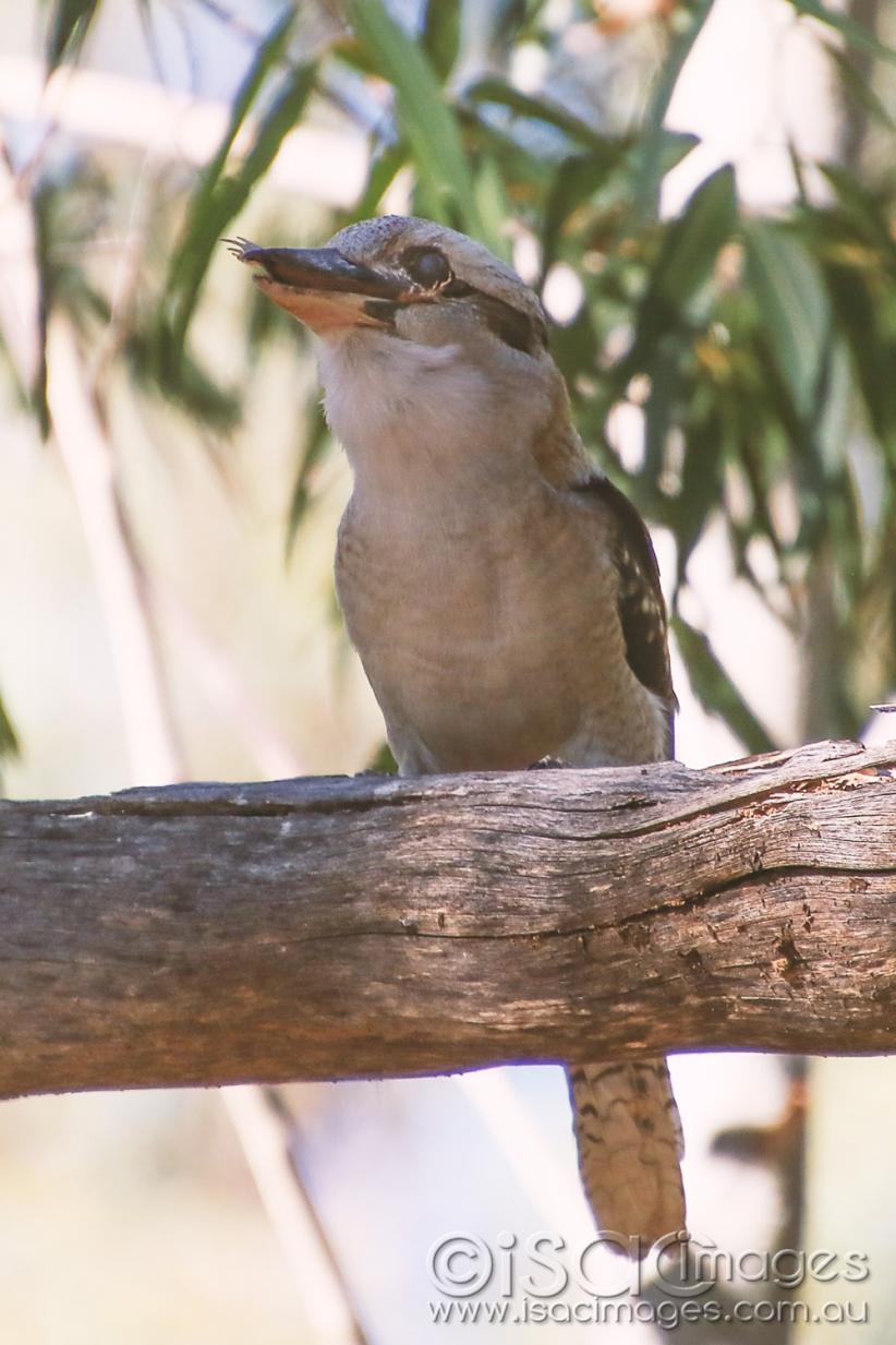 Click image for larger version

Name:	8458-Kookaburra-Gone.jpg
Views:	59
Size:	106.9 KB
ID:	478178