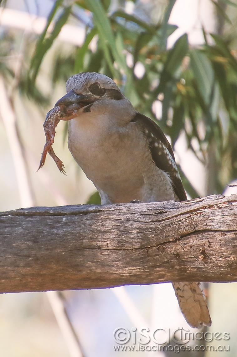 Click image for larger version

Name:	8454-Kookaburra_Going-1.jpg
Views:	62
Size:	108.2 KB
ID:	478179