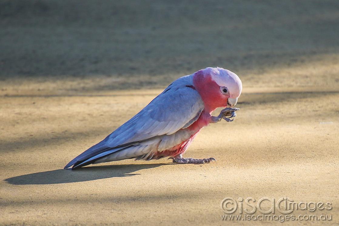 Click image for larger version

Name:	8417-Pink&amp;Grey_Galah.jpg
Views:	83
Size:	96.3 KB
ID:	478181