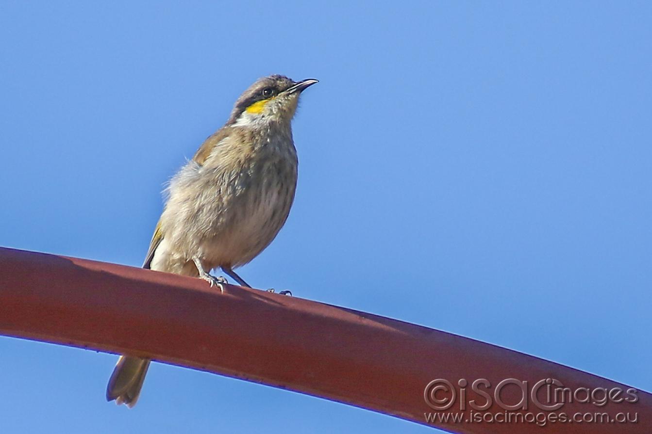 Click image for larger version

Name:	8410-Singing_Honeyeater.jpg
Views:	75
Size:	68.2 KB
ID:	478182