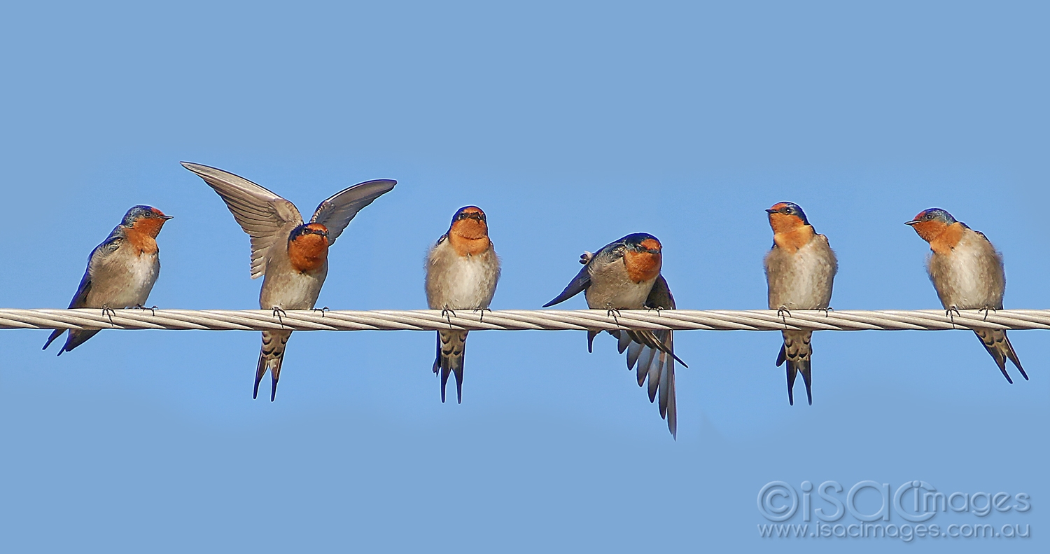 Click image for larger version

Name:	8477-Swallows_On_The_Line.jpg
Views:	84
Size:	396.8 KB
ID:	478223
