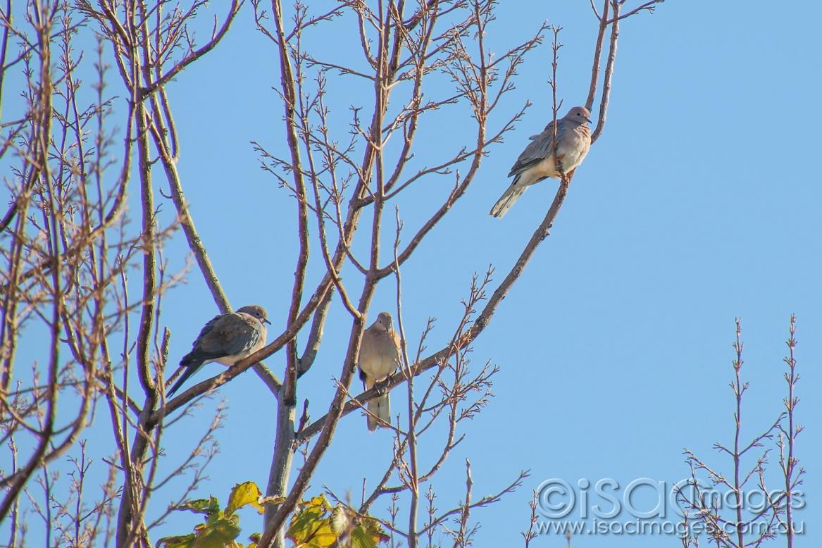 Click image for larger version

Name:	8594-Doves.jpg
Views:	64
Size:	138.5 KB
ID:	478371
