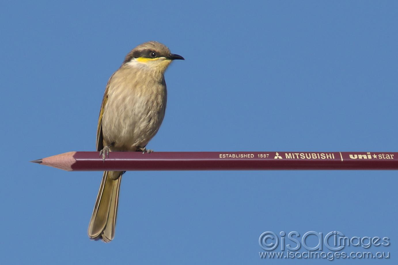 Click image for larger version

Name:	8598-Singing_Honeyeater_on_Pencil.jpg
Views:	83
Size:	58.4 KB
ID:	478372