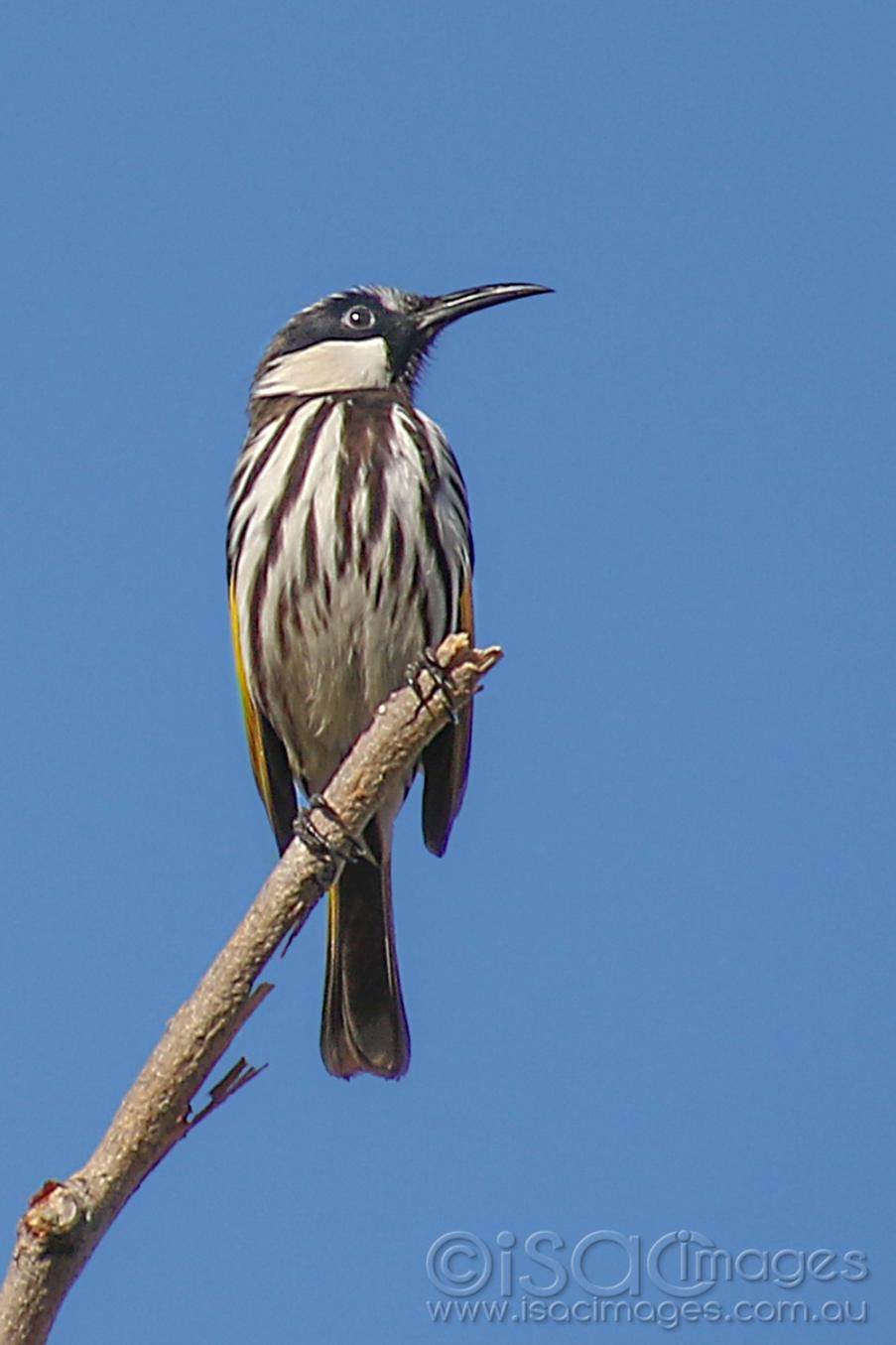Click image for larger version

Name:	027A8745-White_Cheeked_Honeyeater.jpg
Views:	88
Size:	69.5 KB
ID:	478387