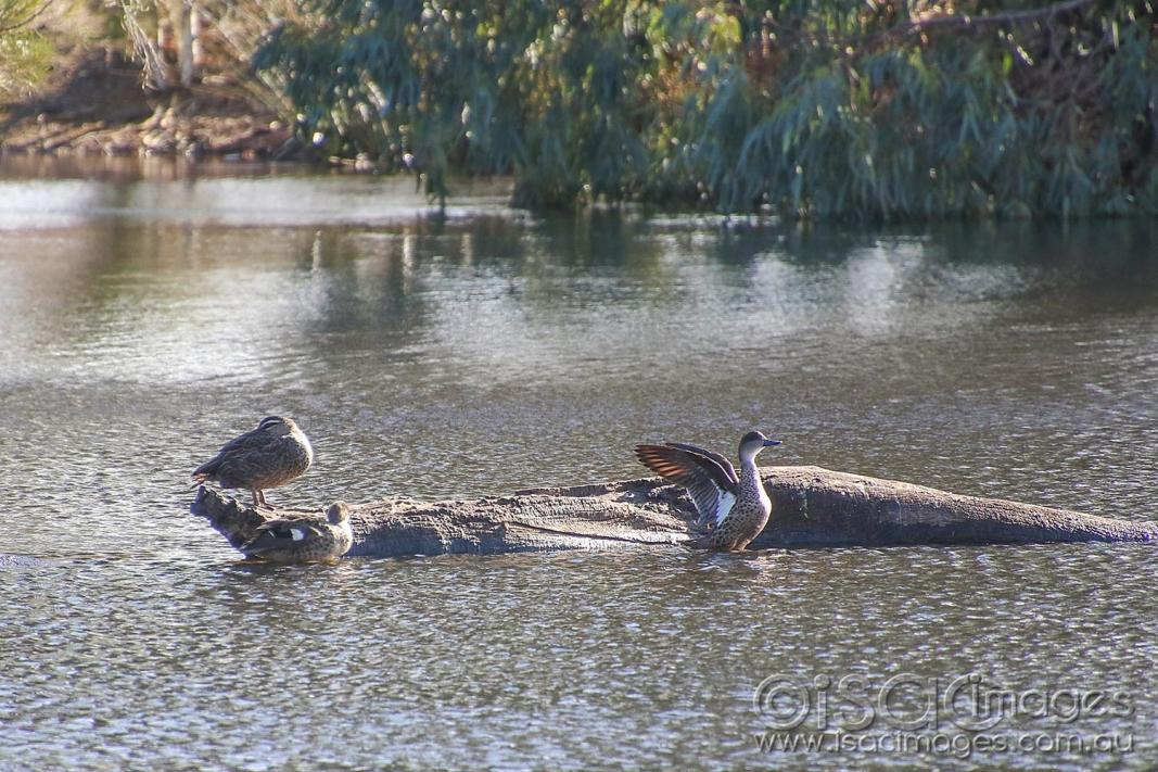 Click image for larger version

Name:	8746-Grey_Teal.jpg
Views:	82
Size:	157.0 KB
ID:	478388
