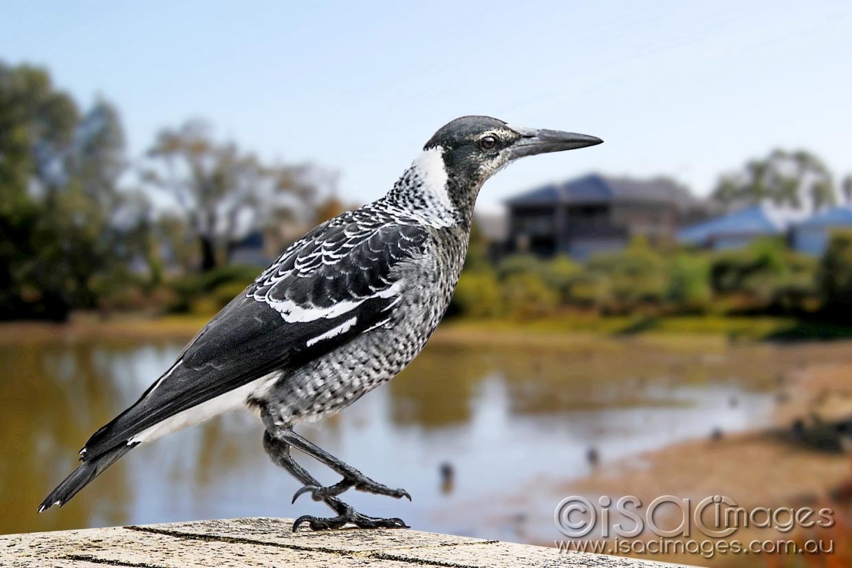Click image for larger version

Name:	8741-Maggpie_Letterbox_1.jpg
Views:	75
Size:	107.8 KB
ID:	478392