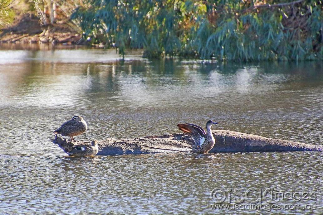 Click image for larger version

Name:	8746-Grey_Teal_1.jpg
Views:	66
Size:	167.8 KB
ID:	478393