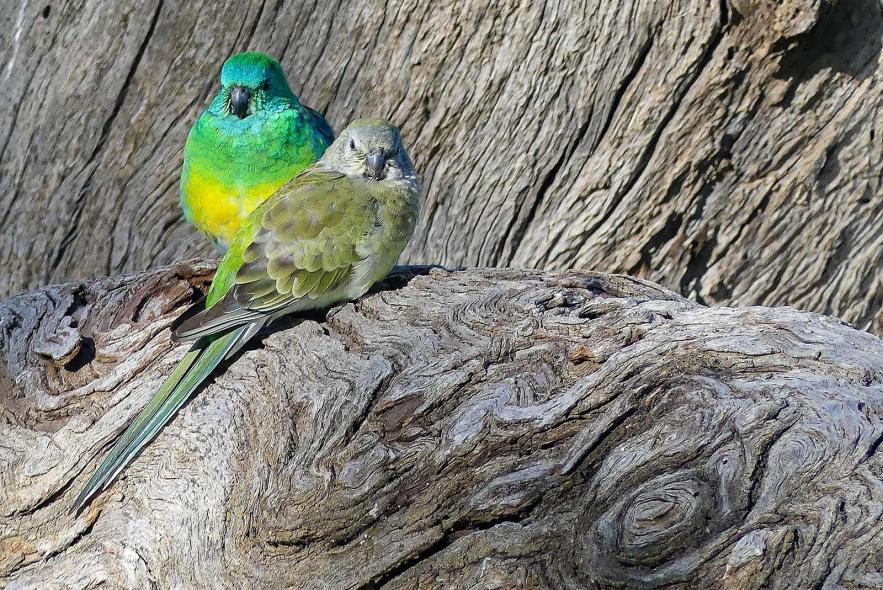 Click image for larger version

Name:	Grass Parrots 2.jpg
Views:	69
Size:	182.1 KB
ID:	478459