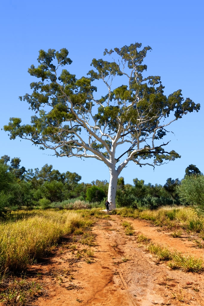 Click image for larger version

Name:	Tree_Sky.jpg
Views:	104
Size:	558.3 KB
ID:	471684