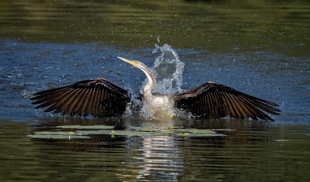 Click image for larger version

Name:	20210525_TygumPark_D500_1225_sml.jpg
Views:	57
Size:	114.9 KB
ID:	478756