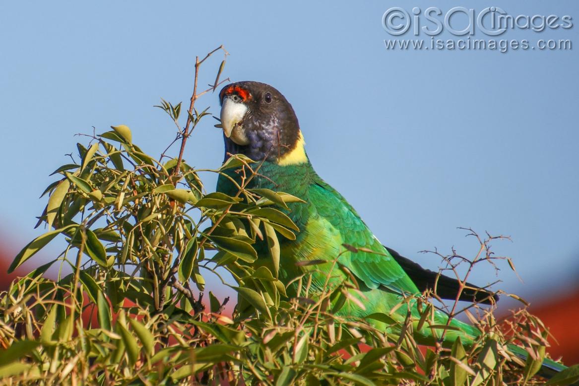 Click image for larger version

Name:	9296-Twenty_Eight_Parrot.jpg
Views:	119
Size:	122.8 KB
ID:	479017