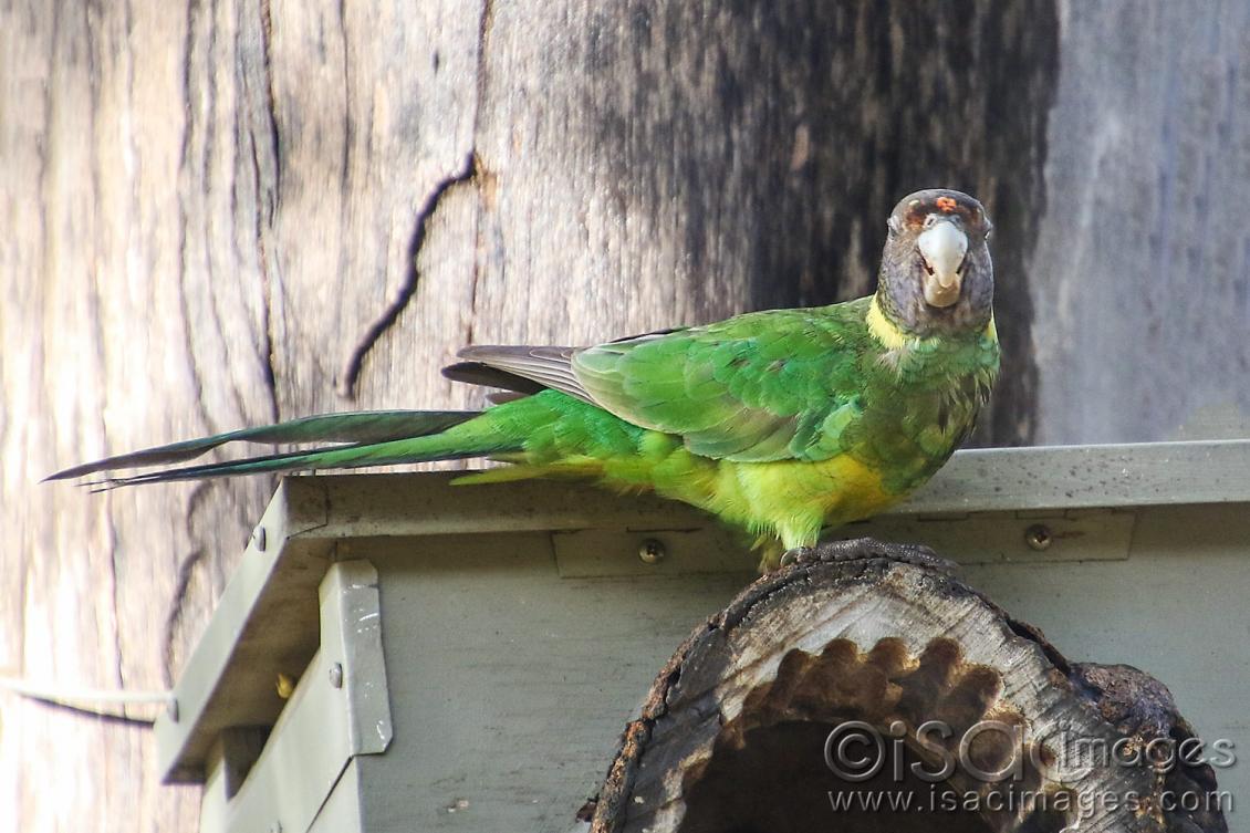 Click image for larger version

Name:	9055-Twenty_Eight_Parrot.jpg
Views:	92
Size:	116.6 KB
ID:	479030