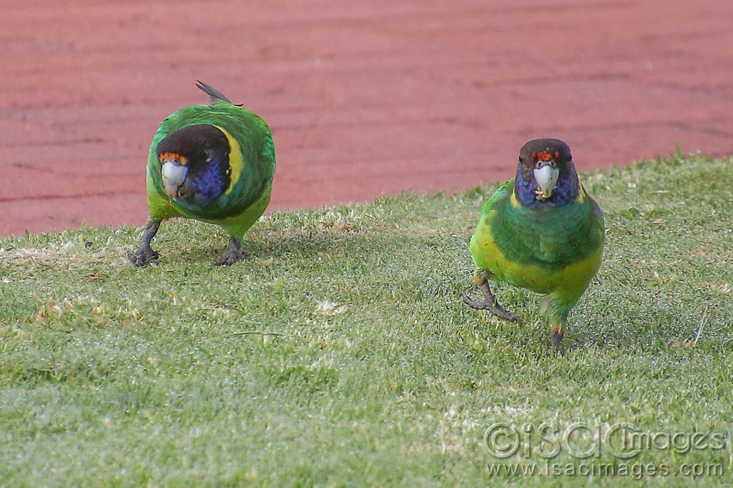 Click image for larger version

Name:	9173-Twenty_Eight_Parrots_Hokey_Pokey.jpg
Views:	87
Size:	134.7 KB
ID:	479031