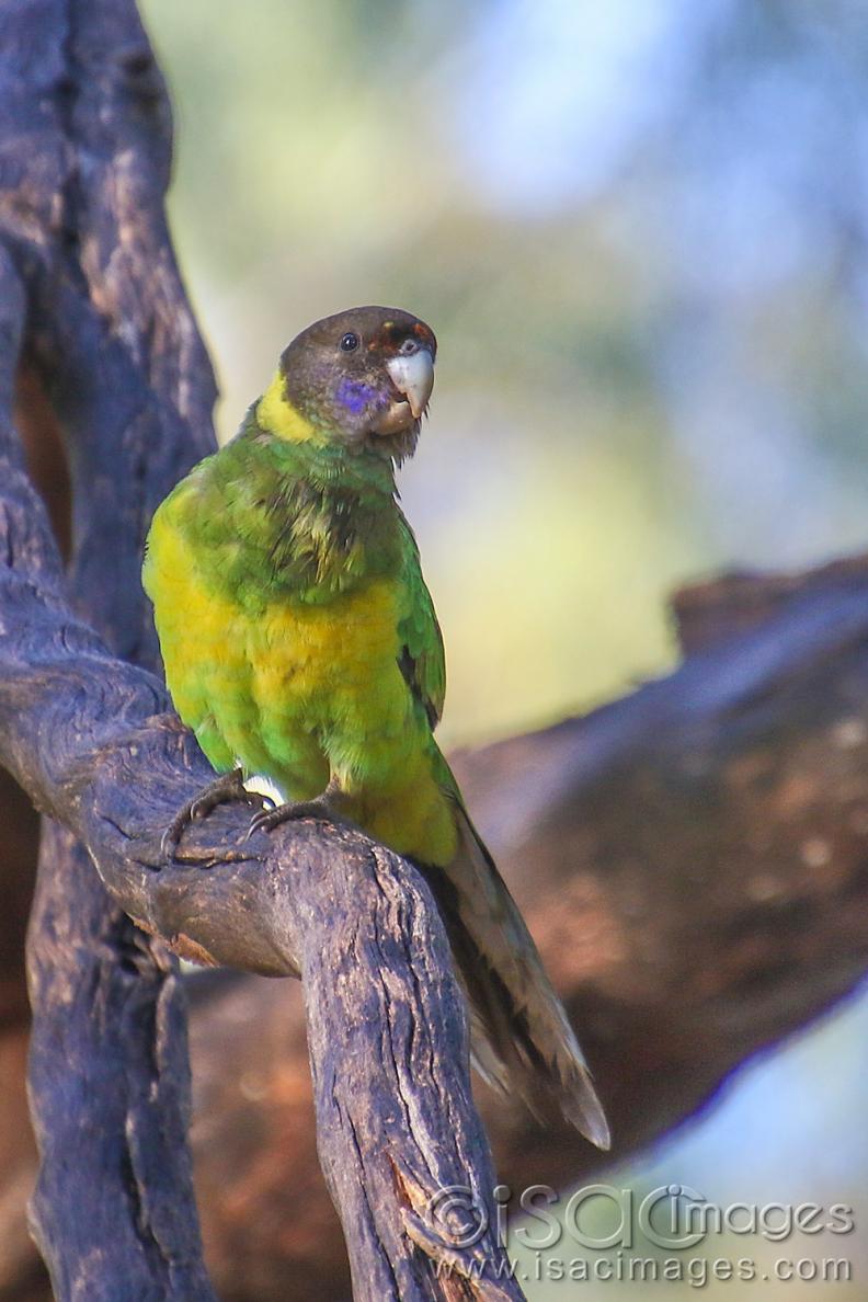Click image for larger version

Name:	9044-Twenty_Eight_Parrot.jpg
Views:	111
Size:	98.4 KB
ID:	479032