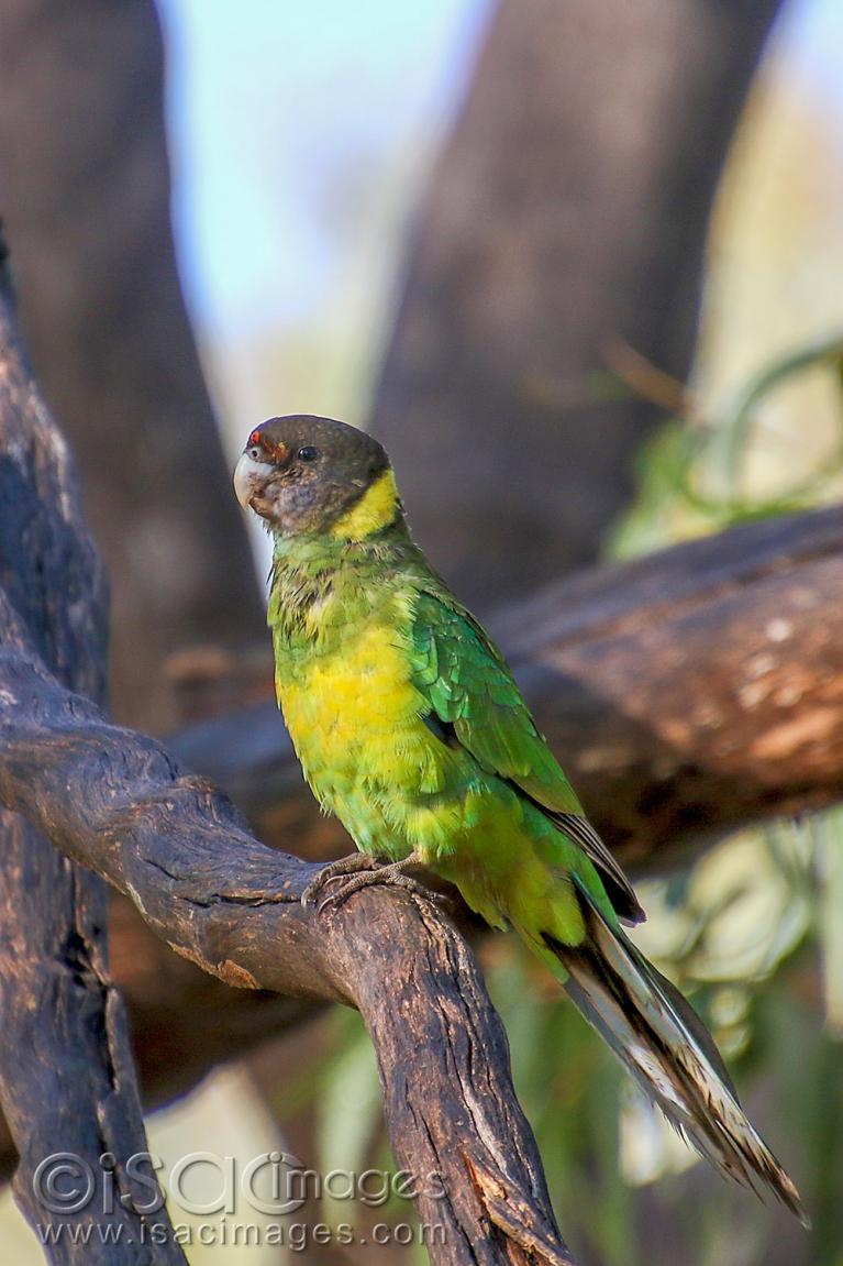 Click image for larger version

Name:	9045-Twenty_Eight_Parrot.jpg
Views:	113
Size:	98.2 KB
ID:	479033